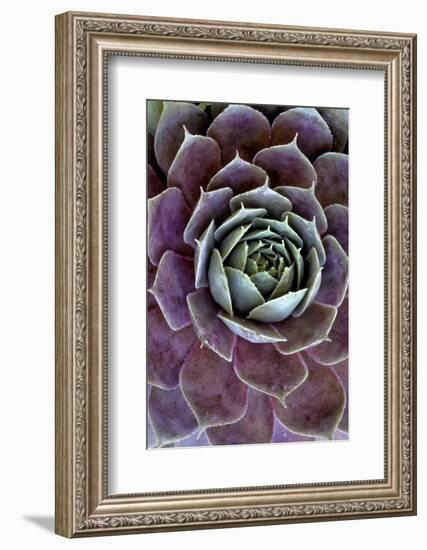 USA, Wilmington, Delaware. Close-Up of Hen and Chick Plant-Jaynes Gallery-Framed Photographic Print