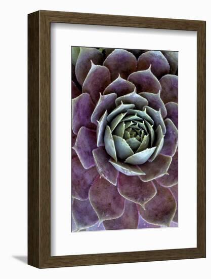 USA, Wilmington, Delaware. Close-Up of Hen and Chick Plant-Jaynes Gallery-Framed Photographic Print