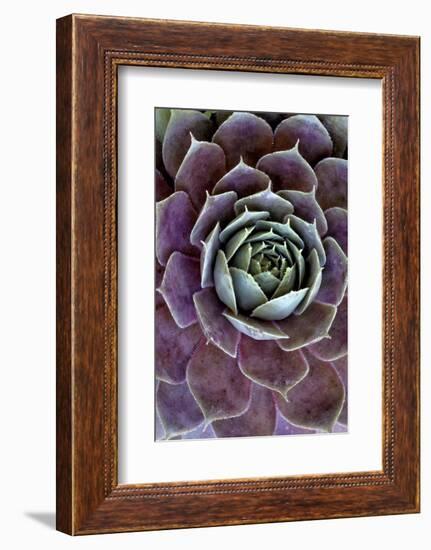 USA, Wilmington, Delaware. Close-Up of Hen and Chick Plant-Jaynes Gallery-Framed Photographic Print