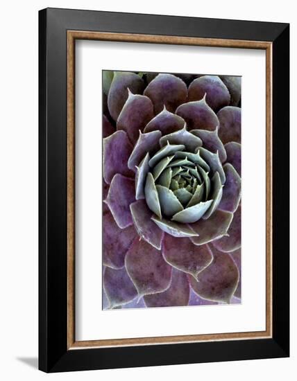 USA, Wilmington, Delaware. Close-Up of Hen and Chick Plant-Jaynes Gallery-Framed Photographic Print