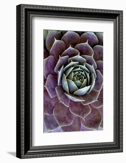 USA, Wilmington, Delaware. Close-Up of Hen and Chick Plant-Jaynes Gallery-Framed Photographic Print