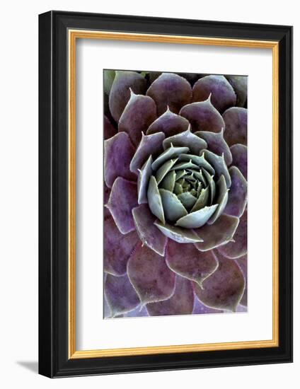 USA, Wilmington, Delaware. Close-Up of Hen and Chick Plant-Jaynes Gallery-Framed Photographic Print