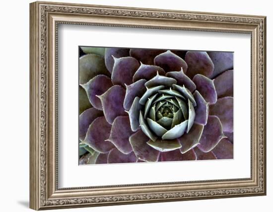 USA, Wilmington, Delaware. Close-Up of Hen and Chick Plant-Jaynes Gallery-Framed Photographic Print