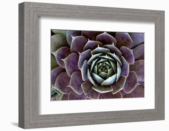 USA, Wilmington, Delaware. Close-Up of Hen and Chick Plant-Jaynes Gallery-Framed Photographic Print