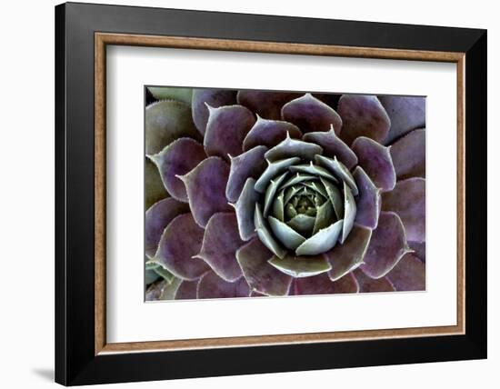 USA, Wilmington, Delaware. Close-Up of Hen and Chick Plant-Jaynes Gallery-Framed Photographic Print