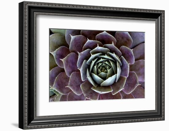 USA, Wilmington, Delaware. Close-Up of Hen and Chick Plant-Jaynes Gallery-Framed Photographic Print