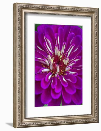 USA, Wilmington, Delaware. Detail of Zinnia Bloom-Jaynes Gallery-Framed Photographic Print