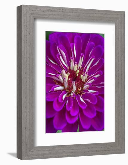USA, Wilmington, Delaware. Detail of Zinnia Bloom-Jaynes Gallery-Framed Photographic Print