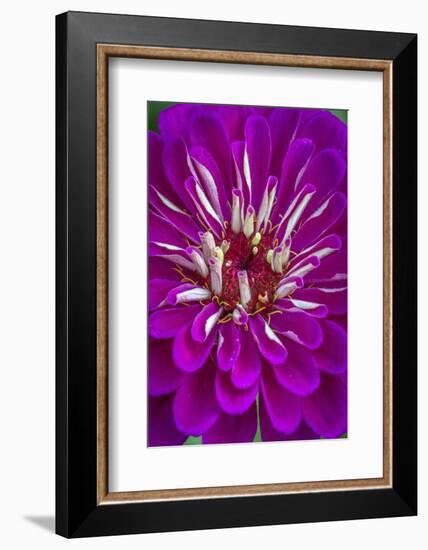 USA, Wilmington, Delaware. Detail of Zinnia Bloom-Jaynes Gallery-Framed Photographic Print