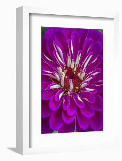 USA, Wilmington, Delaware. Detail of Zinnia Bloom-Jaynes Gallery-Framed Photographic Print