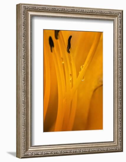 USA, Wilmington, Delaware. Inside of Day Lily Plant-Jaynes Gallery-Framed Photographic Print