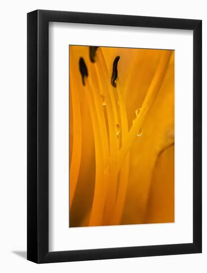 USA, Wilmington, Delaware. Inside of Day Lily Plant-Jaynes Gallery-Framed Photographic Print