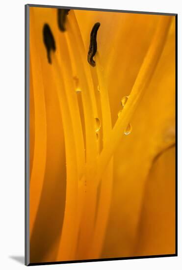 USA, Wilmington, Delaware. Inside of Day Lily Plant-Jaynes Gallery-Mounted Photographic Print