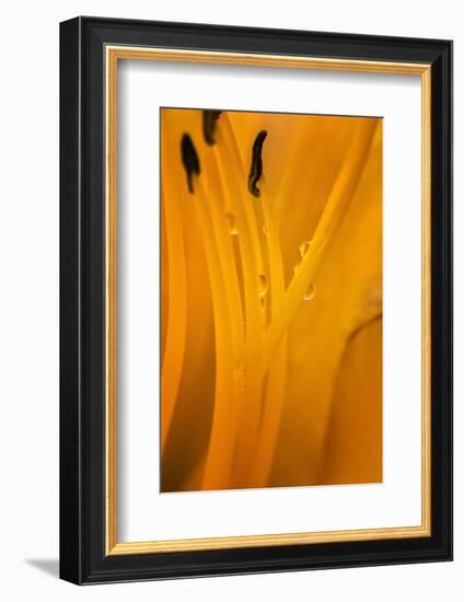 USA, Wilmington, Delaware. Inside of Day Lily Plant-Jaynes Gallery-Framed Photographic Print