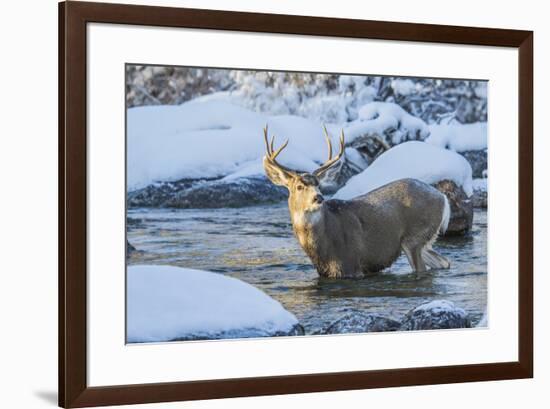 USA, Wyoming, A mule deer buck crosses Pine Creek-Elizabeth Boehm-Framed Premium Photographic Print