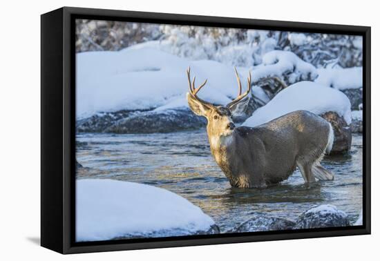 USA, Wyoming, A mule deer buck crosses Pine Creek-Elizabeth Boehm-Framed Premier Image Canvas