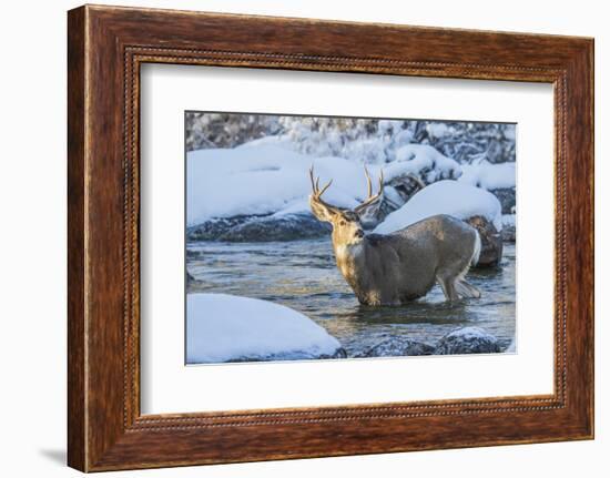 USA, Wyoming, A mule deer buck crosses Pine Creek-Elizabeth Boehm-Framed Photographic Print