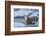 USA, Wyoming, A mule deer buck crosses Pine Creek-Elizabeth Boehm-Framed Photographic Print