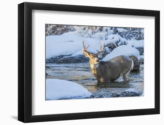 USA, Wyoming, A mule deer buck crosses Pine Creek-Elizabeth Boehm-Framed Photographic Print