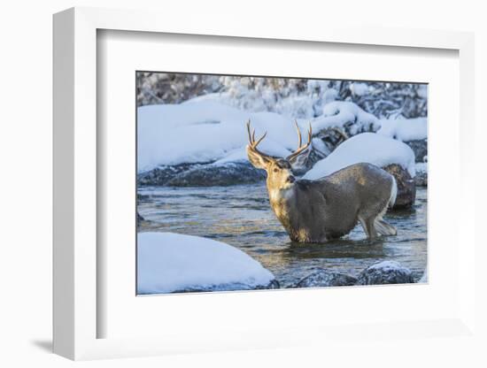 USA, Wyoming, A mule deer buck crosses Pine Creek-Elizabeth Boehm-Framed Photographic Print