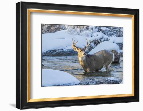 USA, Wyoming, A mule deer buck crosses Pine Creek-Elizabeth Boehm-Framed Photographic Print