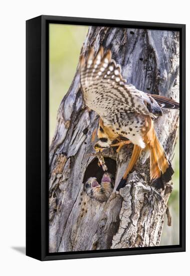 USA, Wyoming, American Kestrel Feeding Grasshopper to Chicks in Nest-Elizabeth Boehm-Framed Premier Image Canvas