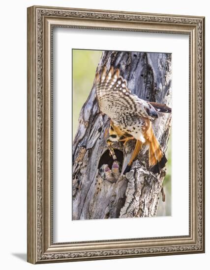 USA, Wyoming, American Kestrel Feeding Grasshopper to Chicks in Nest-Elizabeth Boehm-Framed Photographic Print