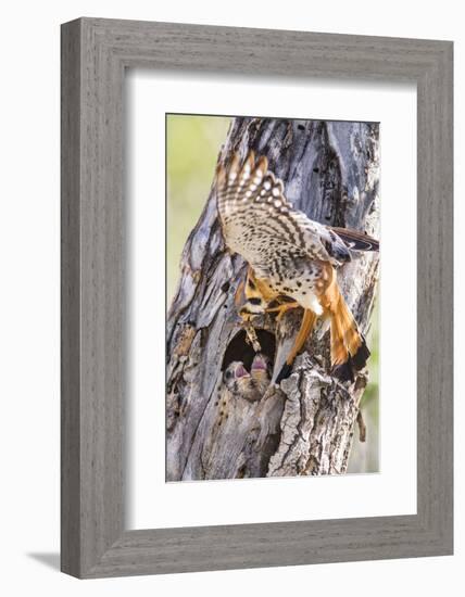 USA, Wyoming, American Kestrel Feeding Grasshopper to Chicks in Nest-Elizabeth Boehm-Framed Photographic Print