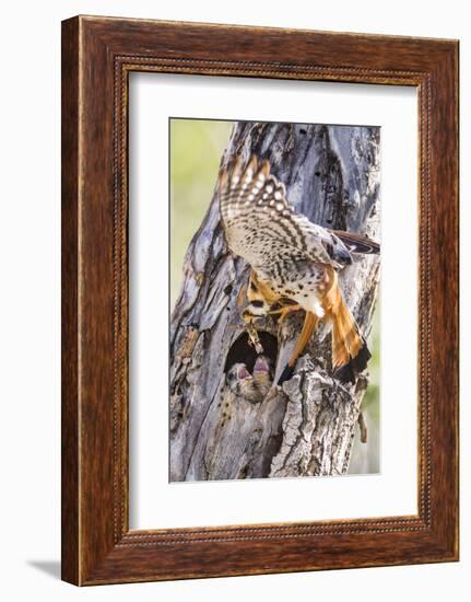 USA, Wyoming, American Kestrel Feeding Grasshopper to Chicks in Nest-Elizabeth Boehm-Framed Photographic Print