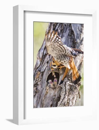 USA, Wyoming, American Kestrel Feeding Grasshopper to Chicks in Nest-Elizabeth Boehm-Framed Photographic Print
