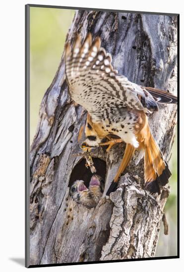 USA, Wyoming, American Kestrel Feeding Grasshopper to Chicks in Nest-Elizabeth Boehm-Mounted Photographic Print
