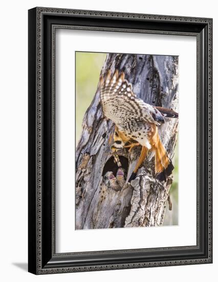 USA, Wyoming, American Kestrel Feeding Grasshopper to Chicks in Nest-Elizabeth Boehm-Framed Photographic Print