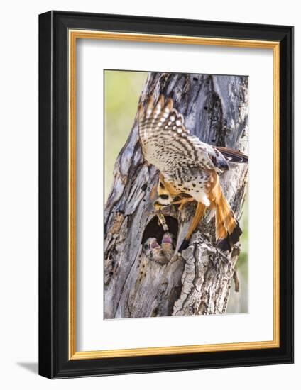 USA, Wyoming, American Kestrel Feeding Grasshopper to Chicks in Nest-Elizabeth Boehm-Framed Photographic Print