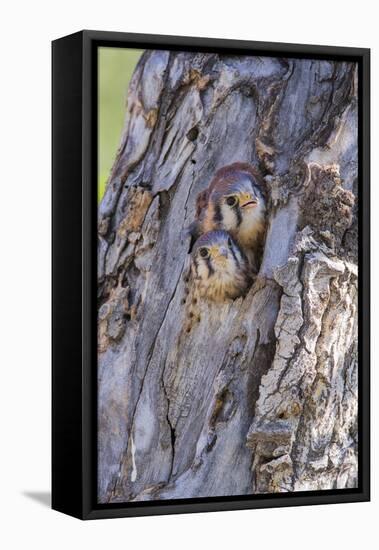 USA, Wyoming, American Kestrel Nestlings Looking Out of Nest Cavity-Elizabeth Boehm-Framed Premier Image Canvas