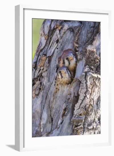 USA, Wyoming, American Kestrel Nestlings Looking Out of Nest Cavity-Elizabeth Boehm-Framed Photographic Print