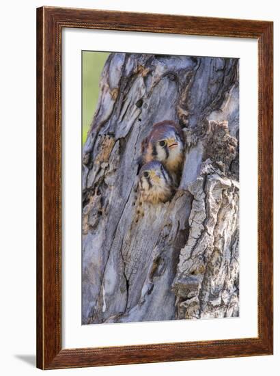 USA, Wyoming, American Kestrel Nestlings Looking Out of Nest Cavity-Elizabeth Boehm-Framed Photographic Print