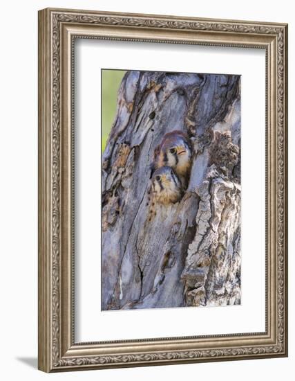 USA, Wyoming, American Kestrel Nestlings Looking Out of Nest Cavity-Elizabeth Boehm-Framed Photographic Print