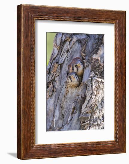 USA, Wyoming, American Kestrel Nestlings Looking Out of Nest Cavity-Elizabeth Boehm-Framed Photographic Print