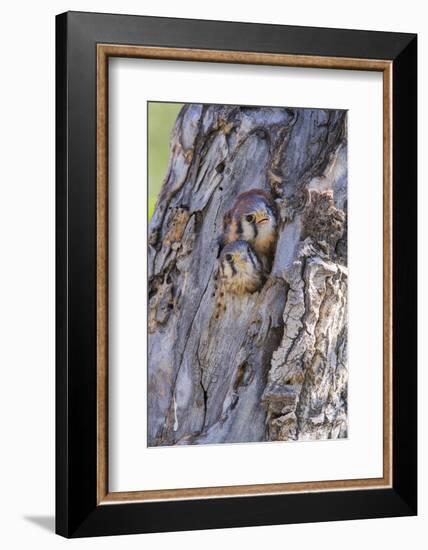 USA, Wyoming, American Kestrel Nestlings Looking Out of Nest Cavity-Elizabeth Boehm-Framed Photographic Print