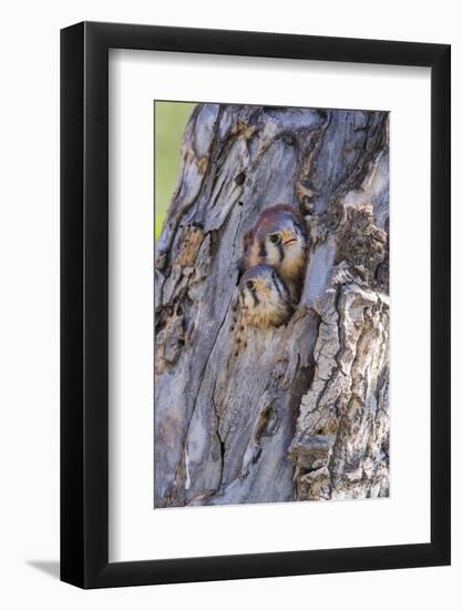 USA, Wyoming, American Kestrel Nestlings Looking Out of Nest Cavity-Elizabeth Boehm-Framed Photographic Print