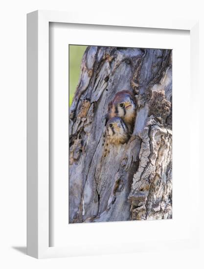 USA, Wyoming, American Kestrel Nestlings Looking Out of Nest Cavity-Elizabeth Boehm-Framed Photographic Print