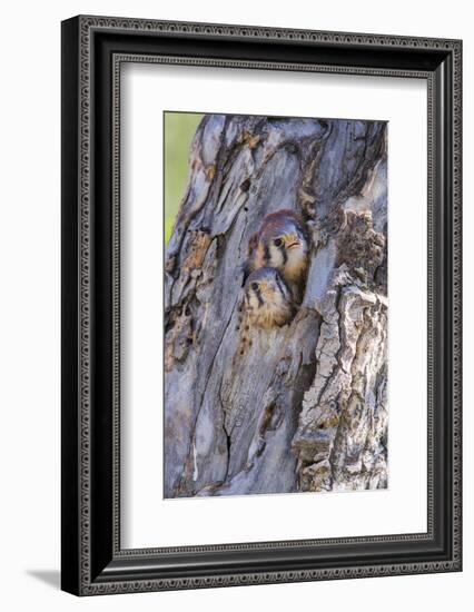 USA, Wyoming, American Kestrel Nestlings Looking Out of Nest Cavity-Elizabeth Boehm-Framed Photographic Print