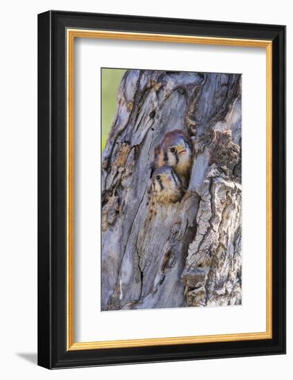 USA, Wyoming, American Kestrel Nestlings Looking Out of Nest Cavity-Elizabeth Boehm-Framed Photographic Print