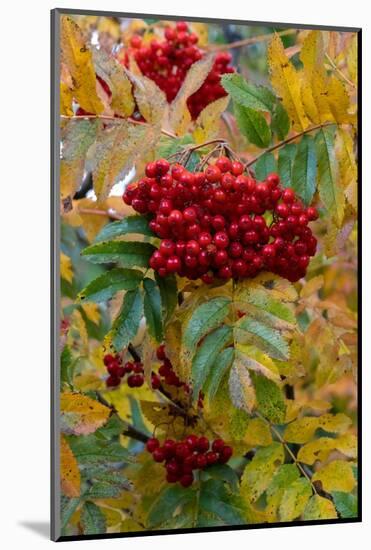 USA, Wyoming. American Mountain Ash with berries, Caribou-Targhee National Forest.-Judith Zimmerman-Mounted Photographic Print