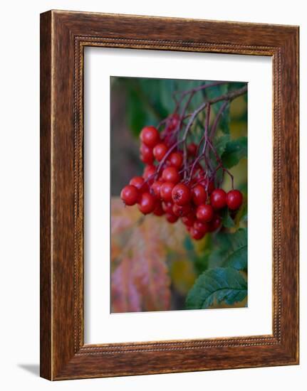 USA, Wyoming. American Mountain Ash with berries, Caribou-Targhee National Forest.-Judith Zimmerman-Framed Photographic Print