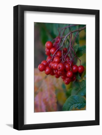 USA, Wyoming. American Mountain Ash with berries, Caribou-Targhee National Forest.-Judith Zimmerman-Framed Photographic Print