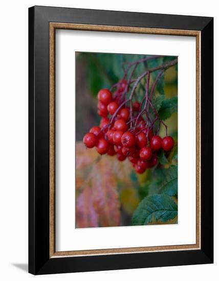 USA, Wyoming. American Mountain Ash with berries, Caribou-Targhee National Forest.-Judith Zimmerman-Framed Photographic Print