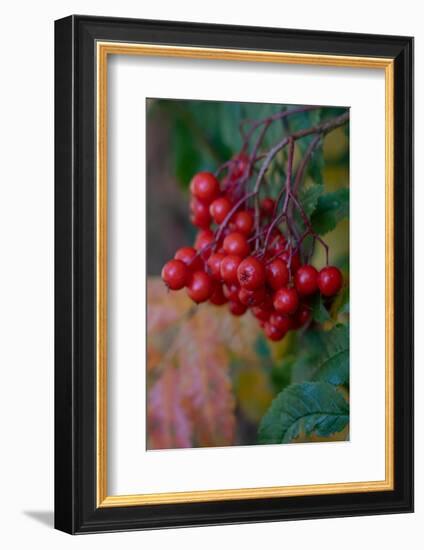 USA, Wyoming. American Mountain Ash with berries, Caribou-Targhee National Forest.-Judith Zimmerman-Framed Photographic Print
