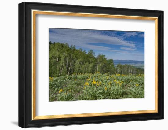 USA, Wyoming. Arrowleaf balsamroot wildflowers and Aspen Trees in meadow-Howie Garber-Framed Photographic Print