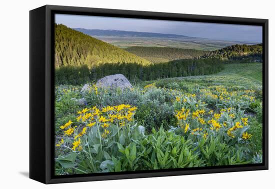 USA, Wyoming. Arrowleaf balsamroot wildflowers in meadow, summer, Caribou-Targhee National Forest-Howie Garber-Framed Premier Image Canvas
